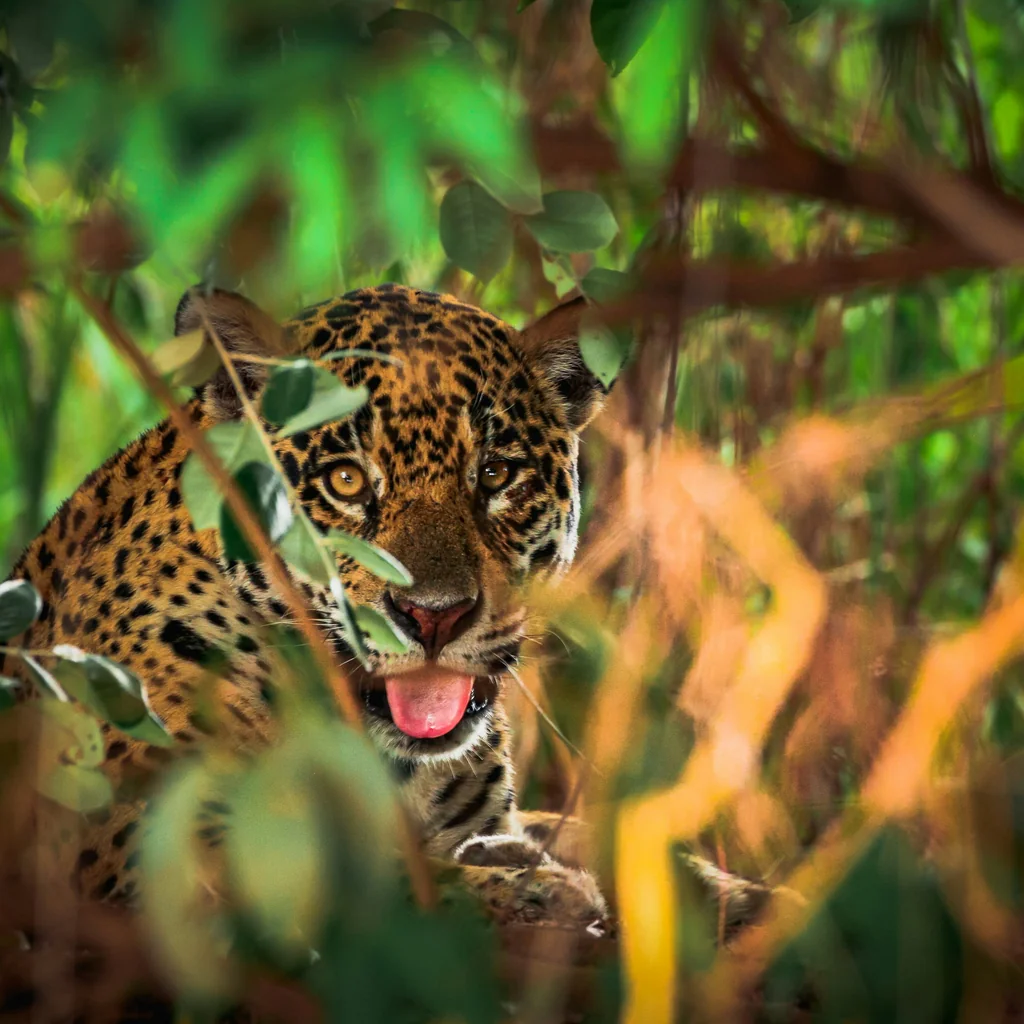 Yaguareté entre el follaje de la selva sudamericana